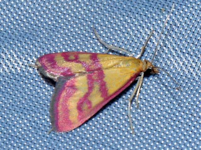 Pyrausta virginalis? S
